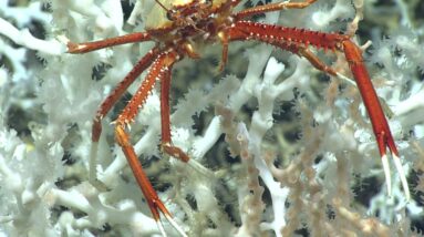 Largest coral reef ever mapped found in Atlantic Ocean with revolutionary 3D imaging technology