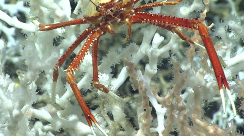 Largest coral reef ever mapped found in Atlantic Ocean with revolutionary 3D imaging technology