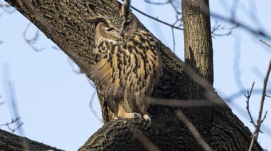 Why did Flaco the owl die in New York City?