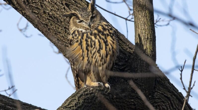 Why did Flaco the owl die in New York City?