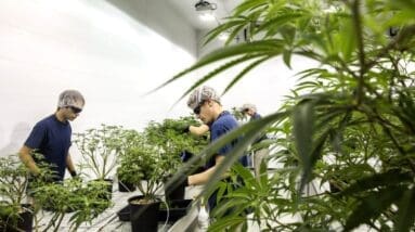 Canopy Growth surges as Germany decriminalizes cannabis