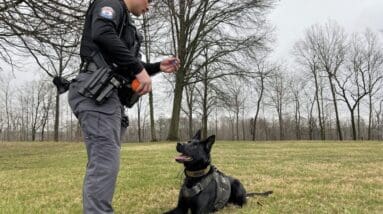 Ohio’s legalization of marijuana is putting nearly 400 police dogs out of work who can’t unlearn the smell of weed