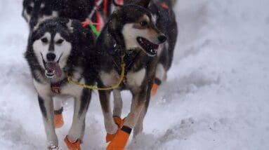 PETA outraged by 2 dog deaths in Iditarod, calls for ‘despicable race to end’