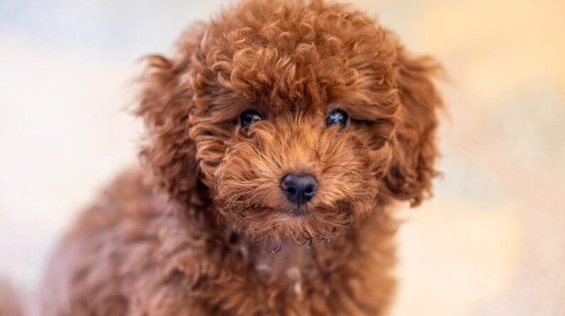 Pets won't count as a carry on for American Airlines flyers traveling with furry friends