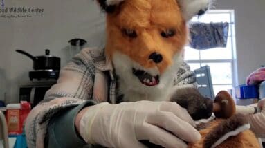 Virginia wildlife center employees put on giant animal masks to raise orphaned fox kit