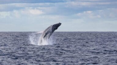 Humpback whale found in New Jersey sustained blunt force trauma and a fractured skull, reigniting concerns about offshore wind power