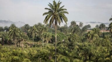 ‘Carbon colonialism’ in Africa meets resistance