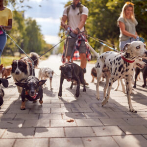 Insurance for Dog Walkers - Small Business UK