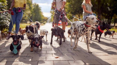 Insurance for Dog Walkers - Small Business UK